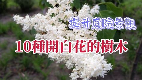 開白花的喬木|尋找一棵開白花的樹？ 認識一些！